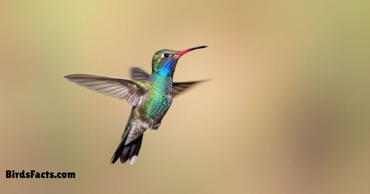 Broad Billed Hummingbird Hovering Near Flower Showing Green Blue Plumage And Bright Red Bill