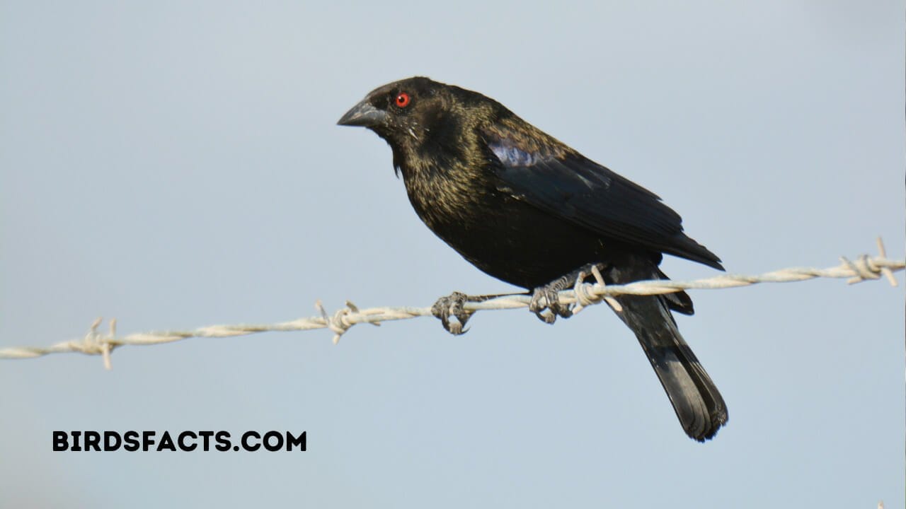 bronzed cowbird meaning