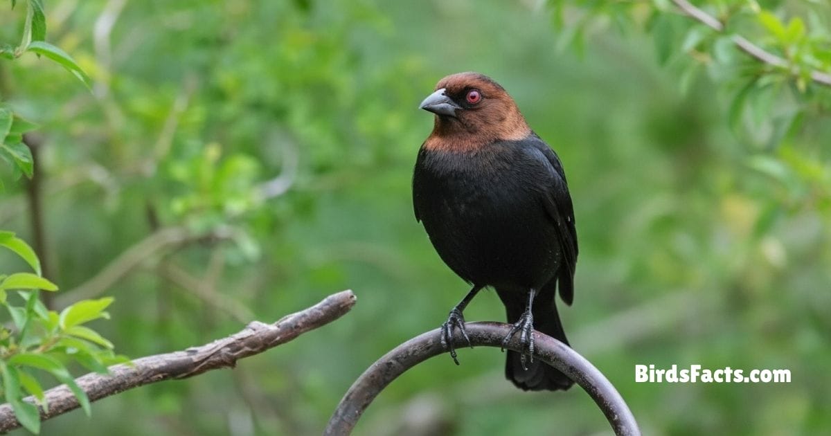 Brown Headed Cowbird Bird Perched On Branch Showing Glossy Black Body And Distinct Brown Head