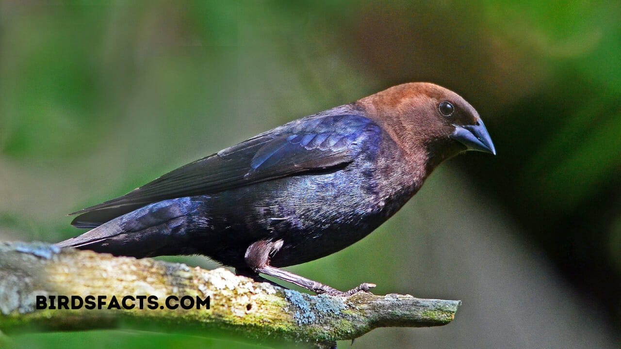 female brown-headed cowbird