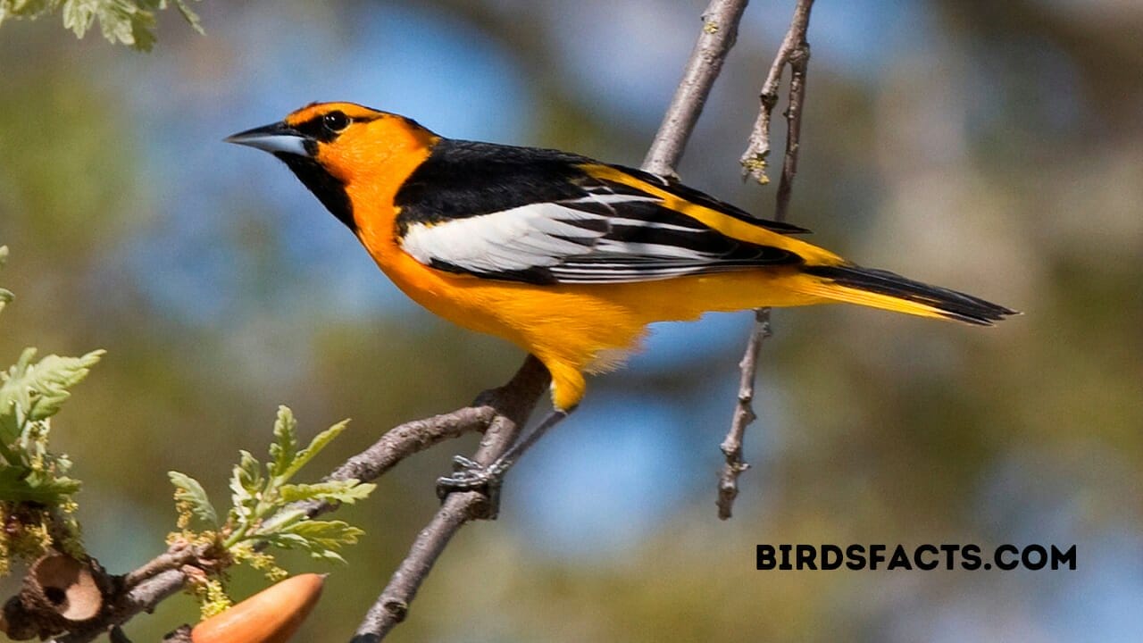 bullock's oriole range