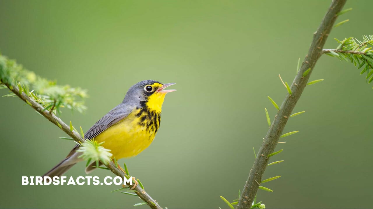 Canada Warbler Bird Facts