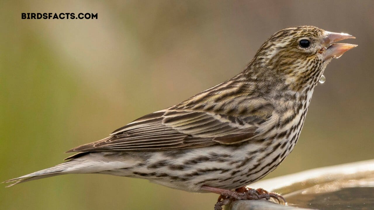 texas finch bird