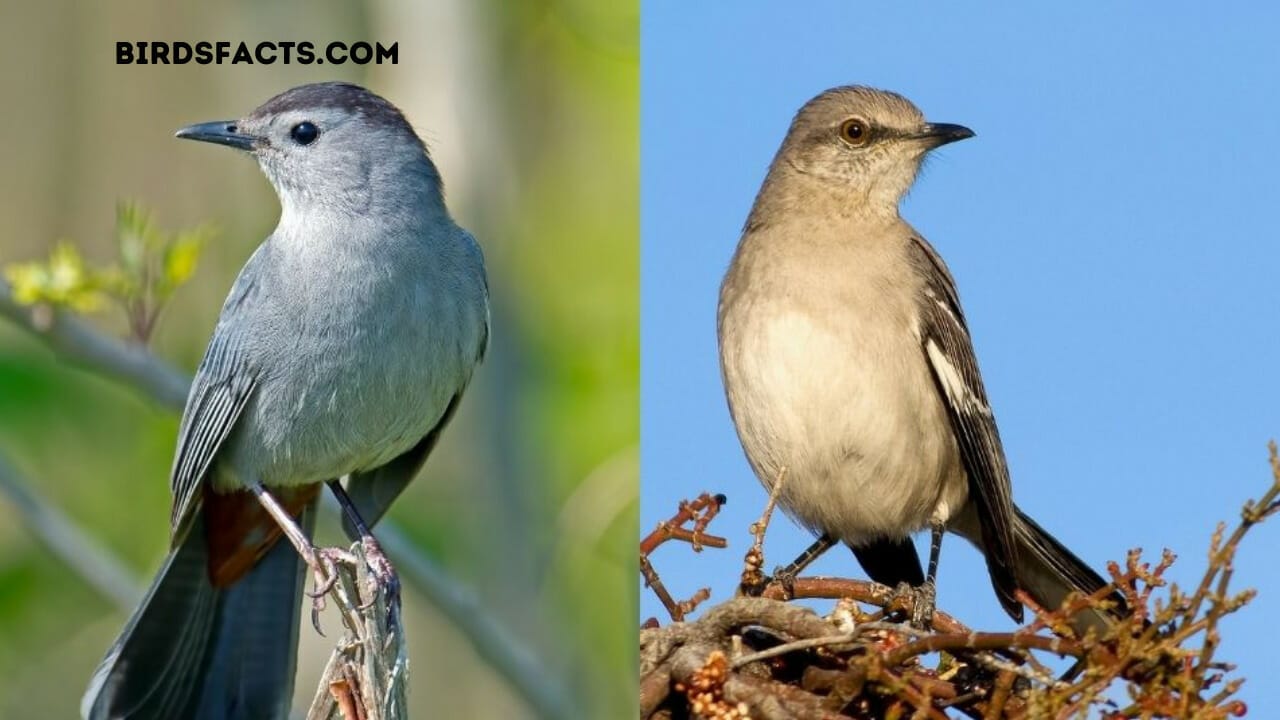 Catbird Vs Mockingbird