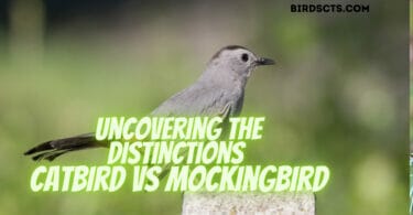 Catbird vs Mockingbird