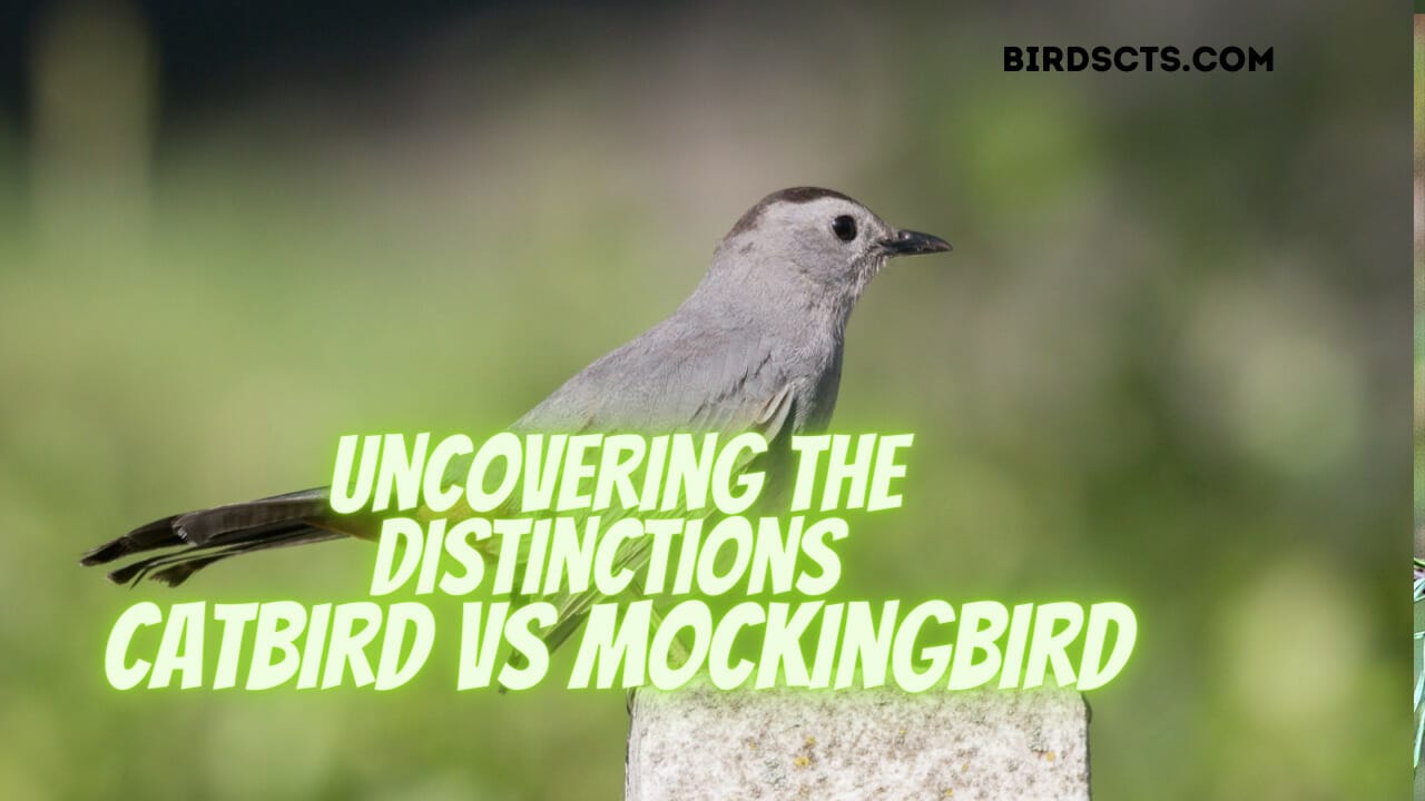 Uncovering the Distinctions Catbird vs Mockingbird