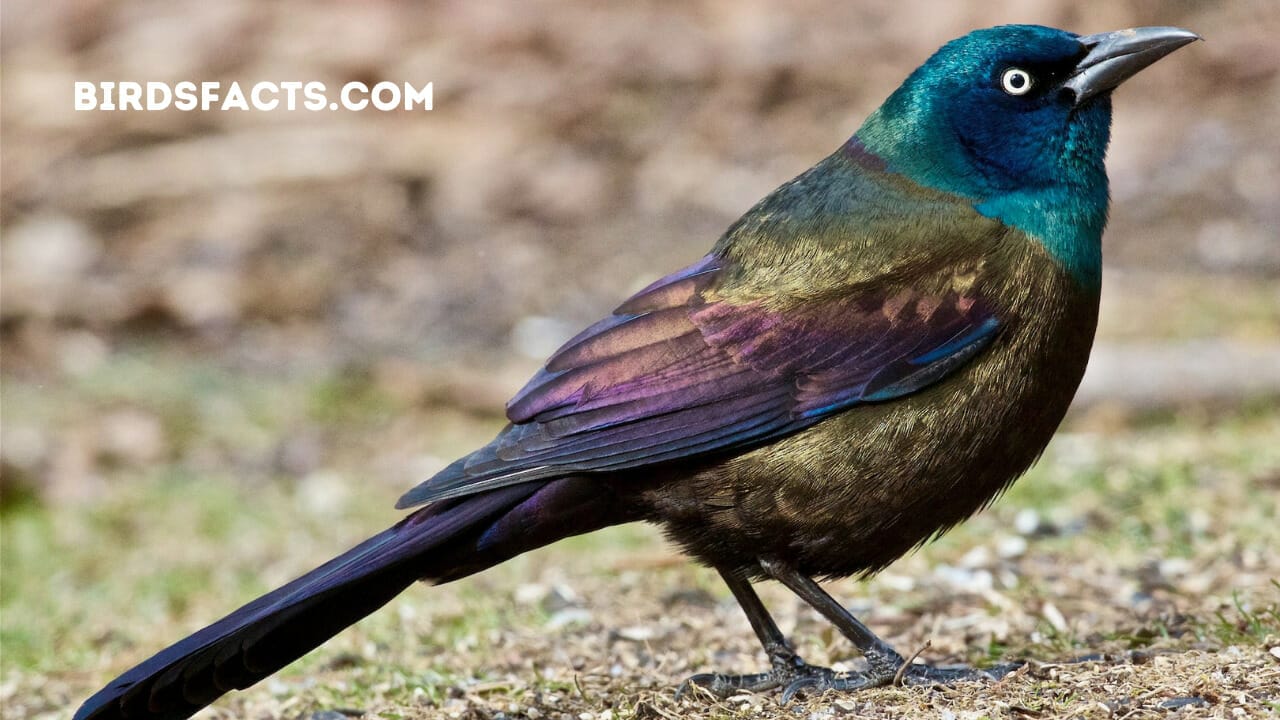 Common Grackle