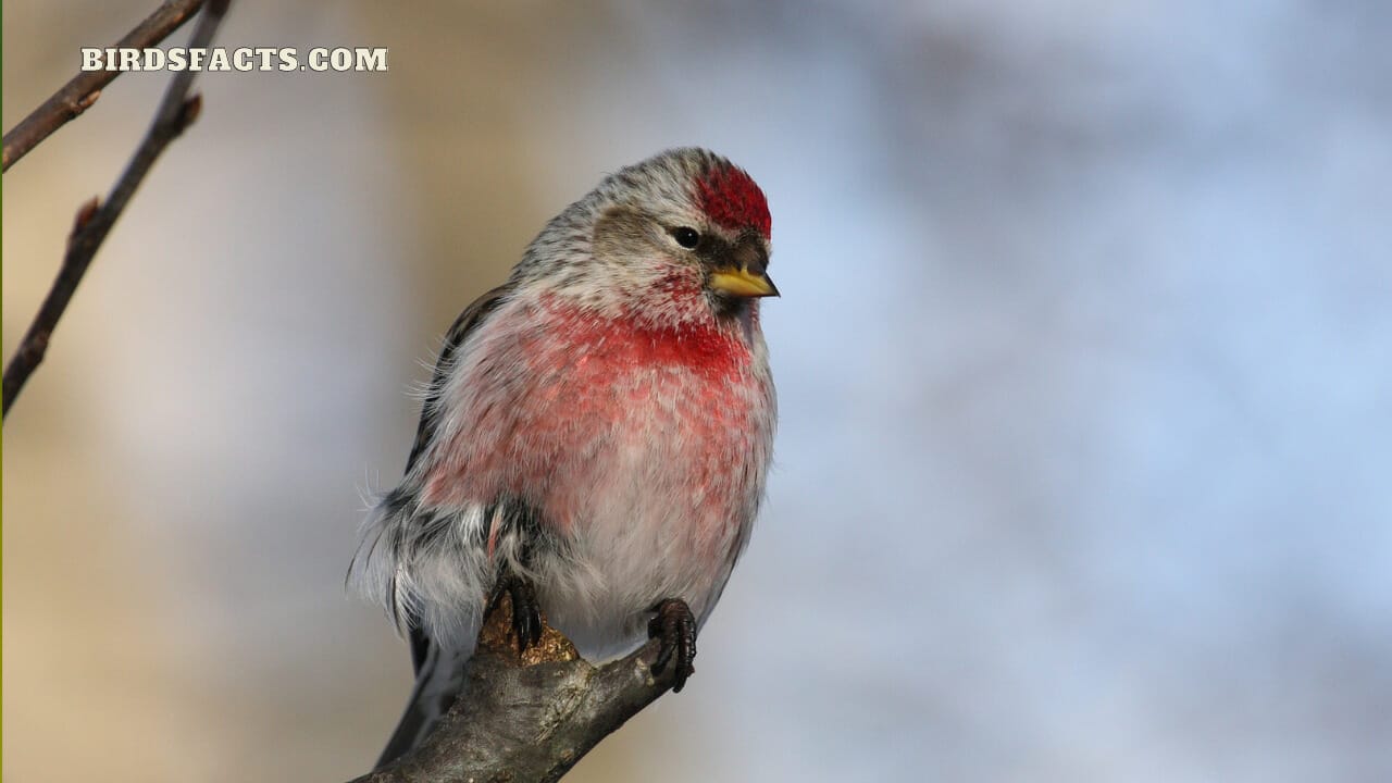 small bird with red breast