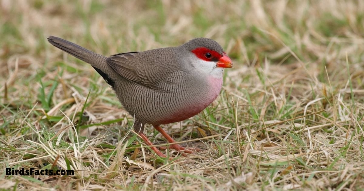 Common Waxbill Perched On Grass Stem Showing Grey Body Red Beak And Red Eye Stripe