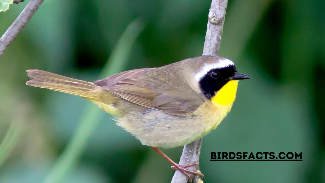 small yellow bird michigan