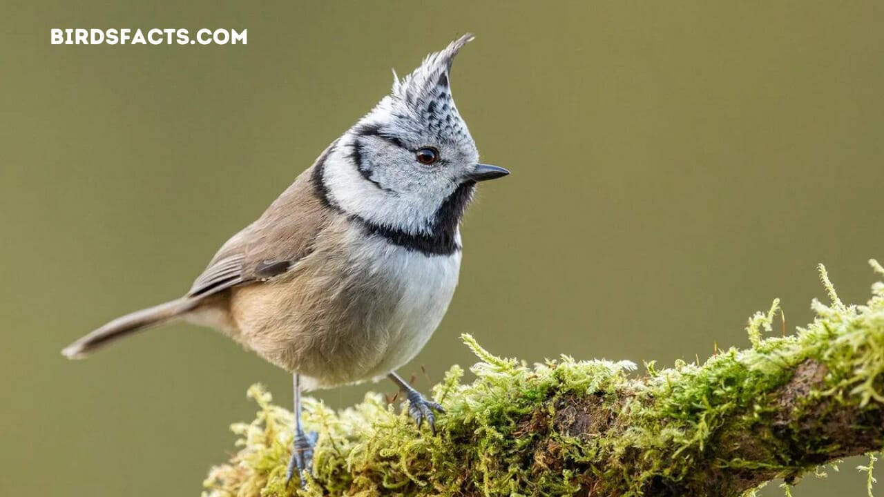 Crested Tit