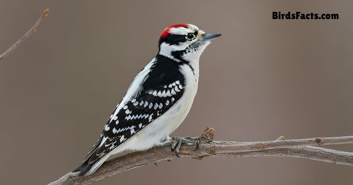 Downy Woodpecker Bird Clinging To Tree Trunk Showing Black White Plumage And Small Red Patch On Head