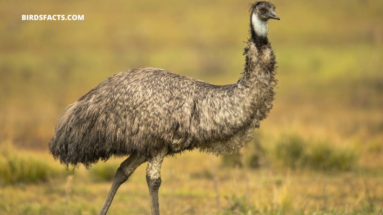 names of birds with long necks