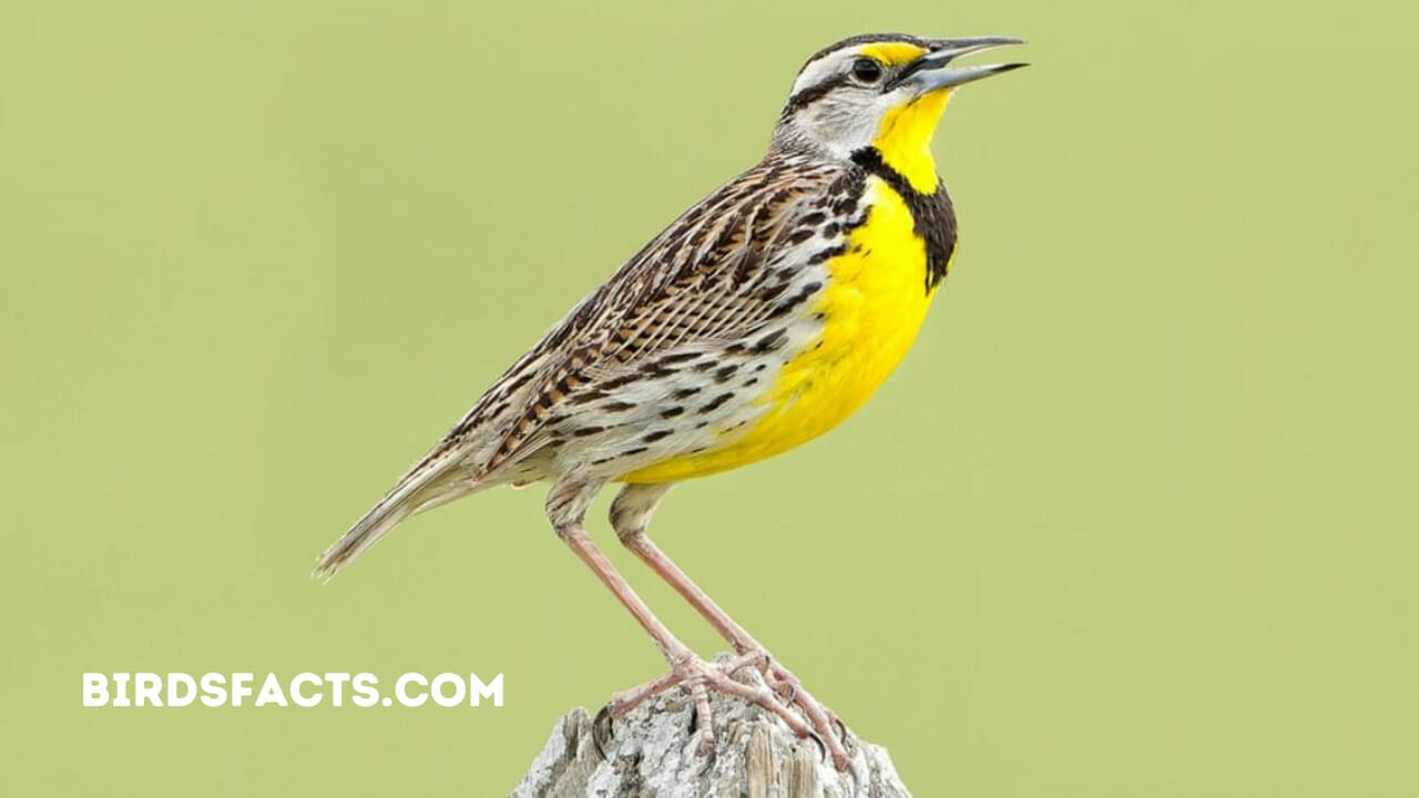 meadowlark's cousin