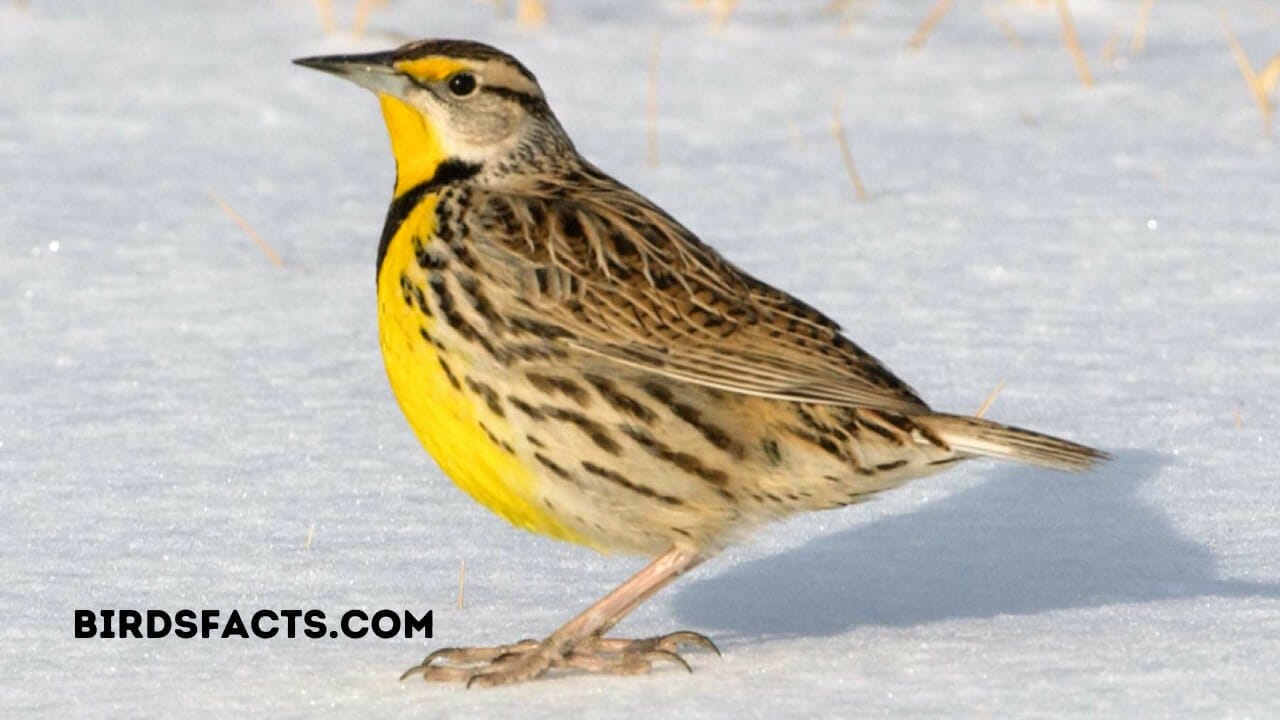 eastern meadowlark male and female