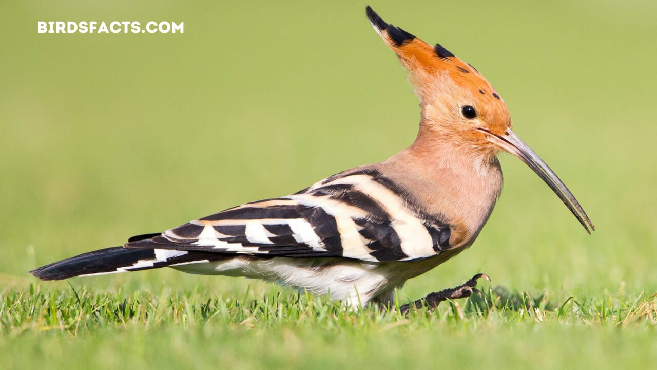 white bird yellow mohawk