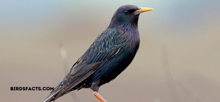 european starling invasive