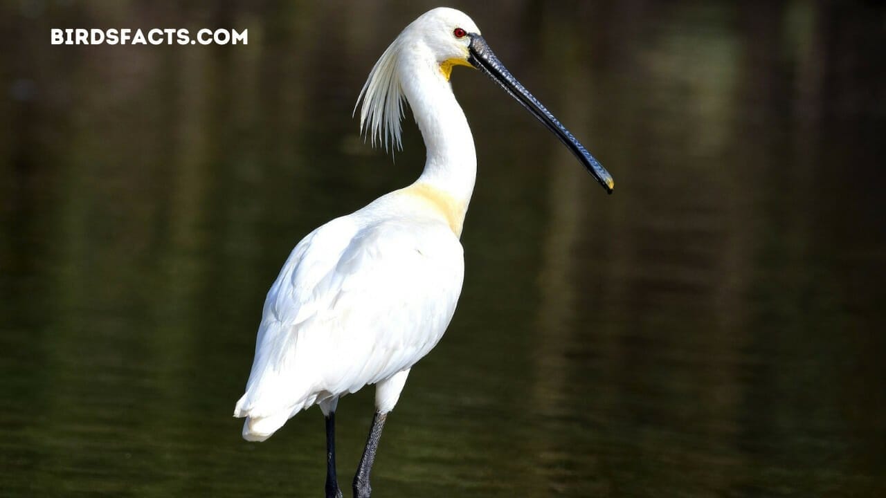 birds with long legs and necks