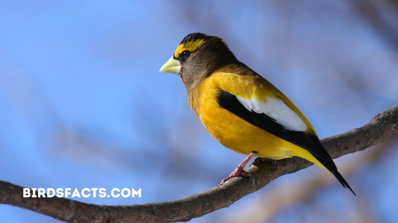 red headed bird texas