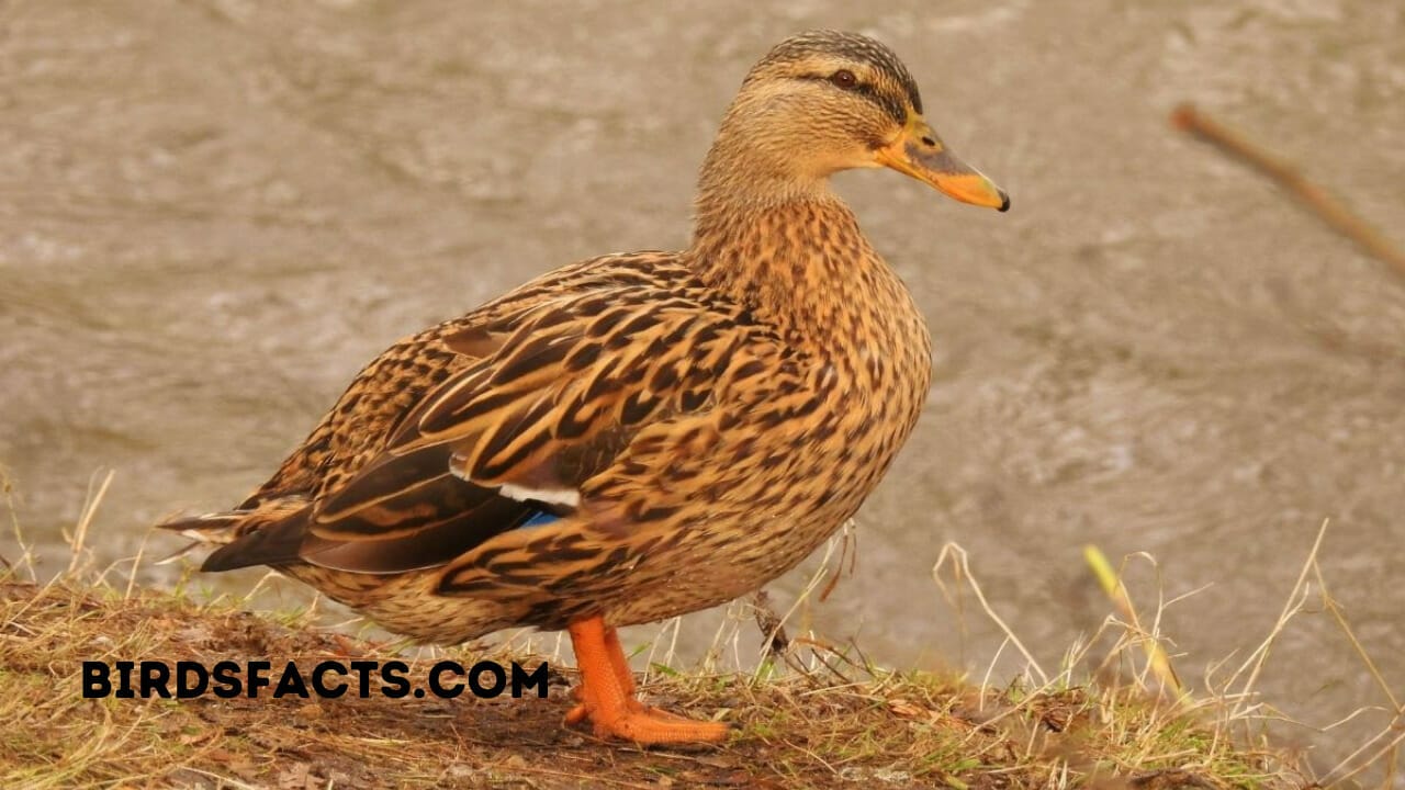 Female Duck Weight