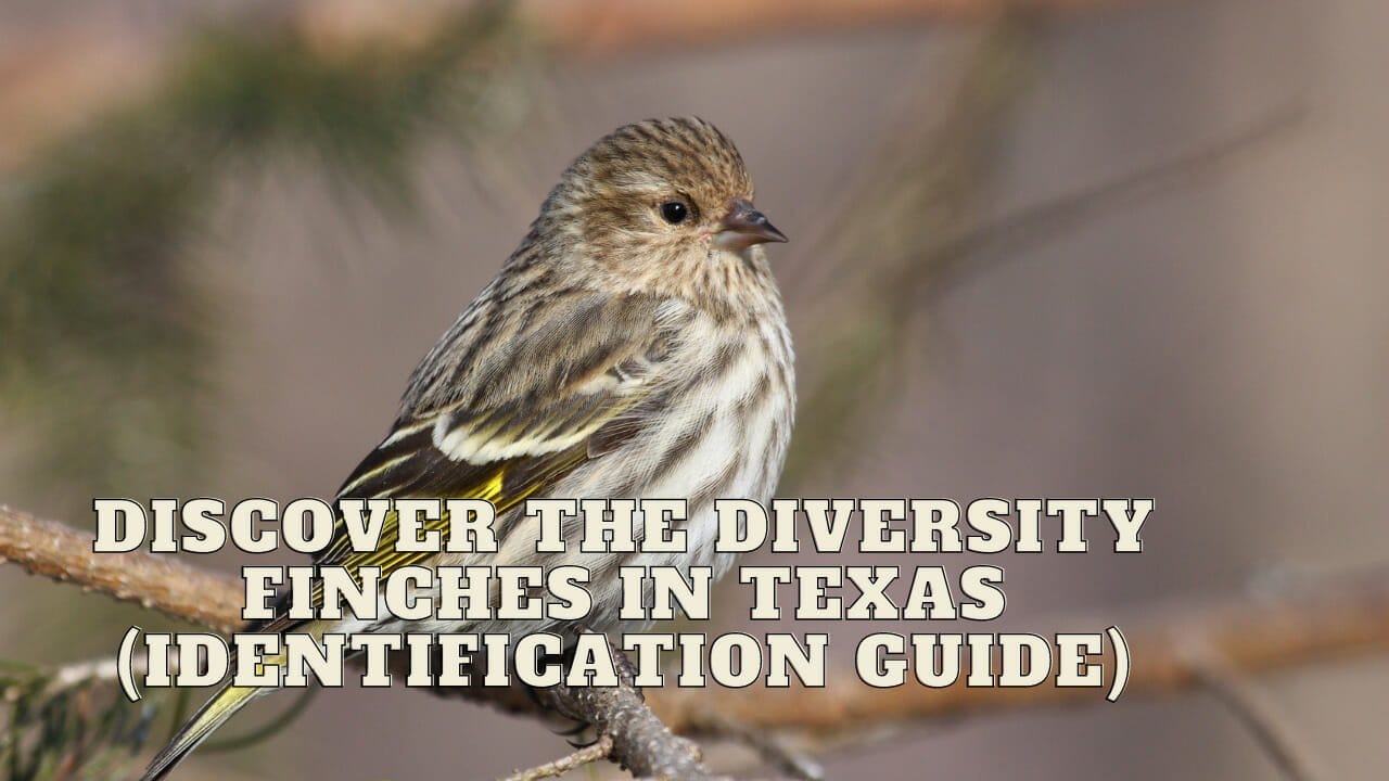 Finches in Texas