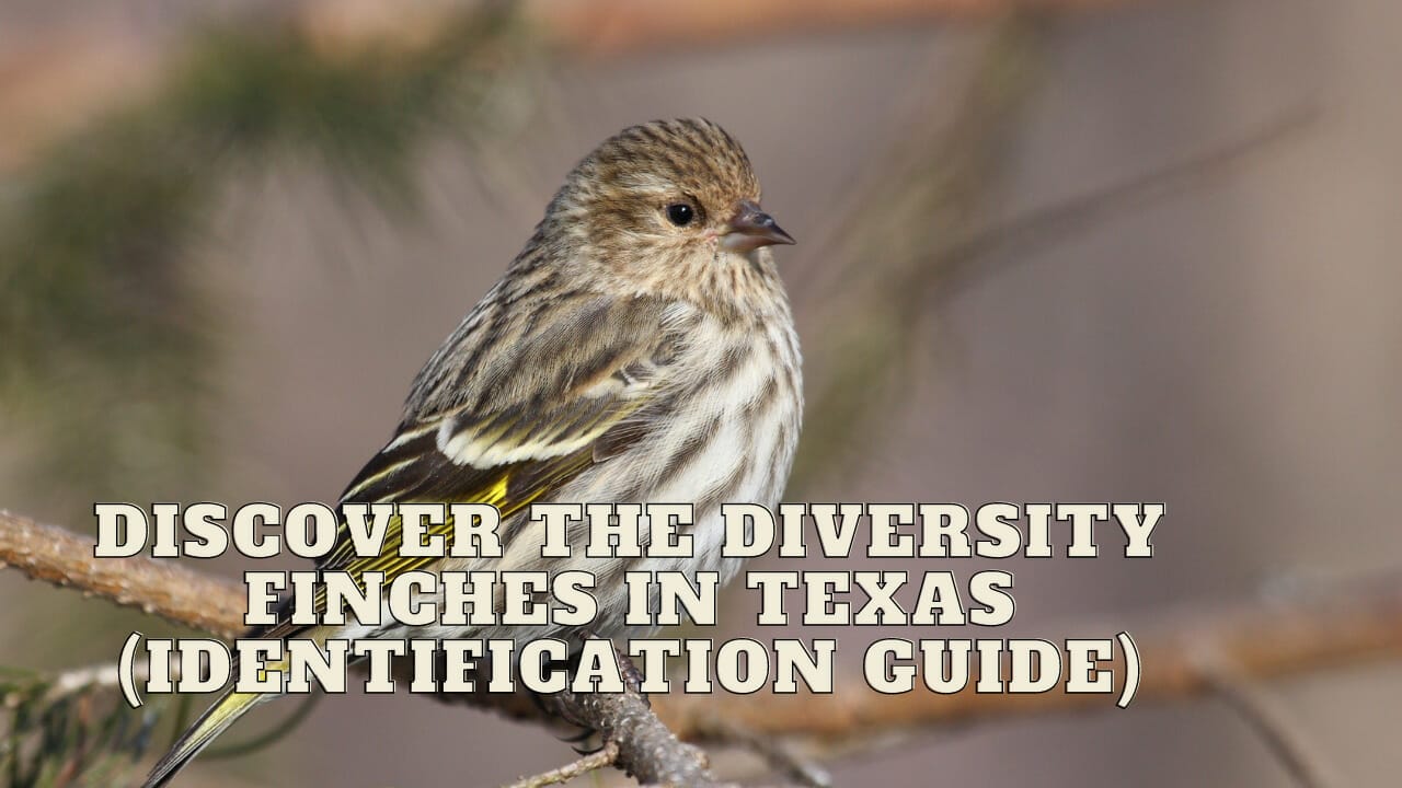 Finches in Texas Finches in Texas