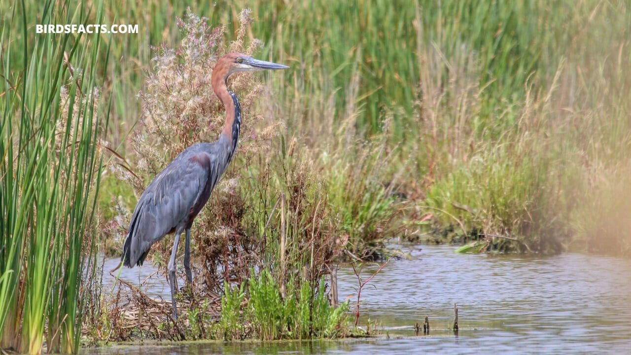 long neck bird name