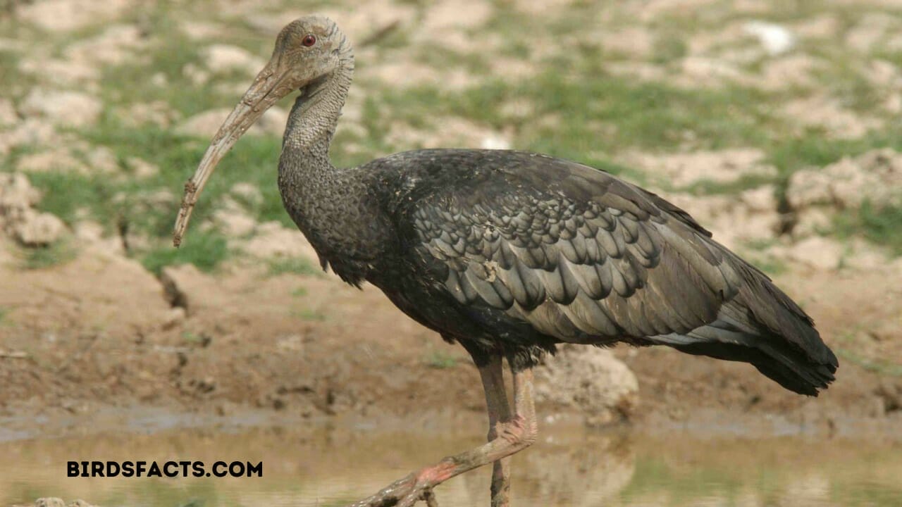 bird with a long neck