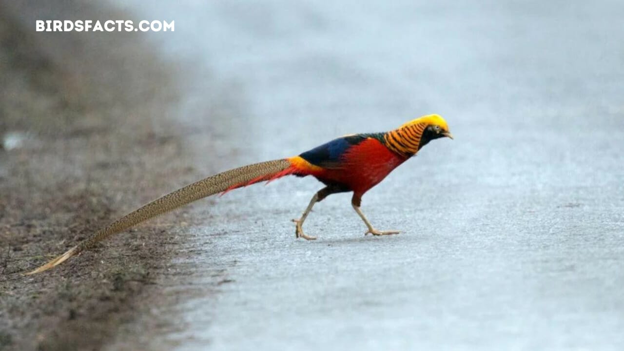 black bird with red mohawk