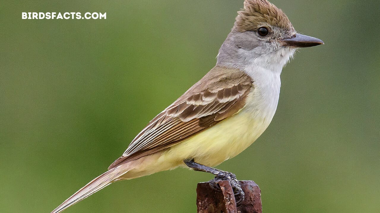 Great Crested Flycatcher