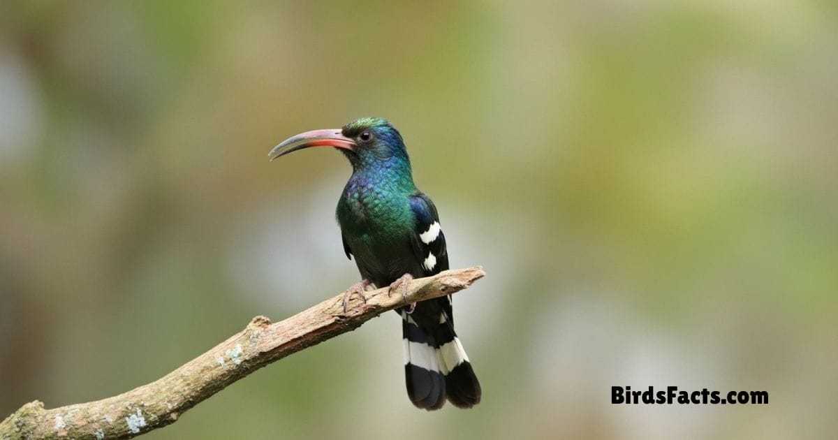Green Wood Hoopoe Perched On Tree Showing Shiny Green Body Long Red Curved Beak And White Wing Spots