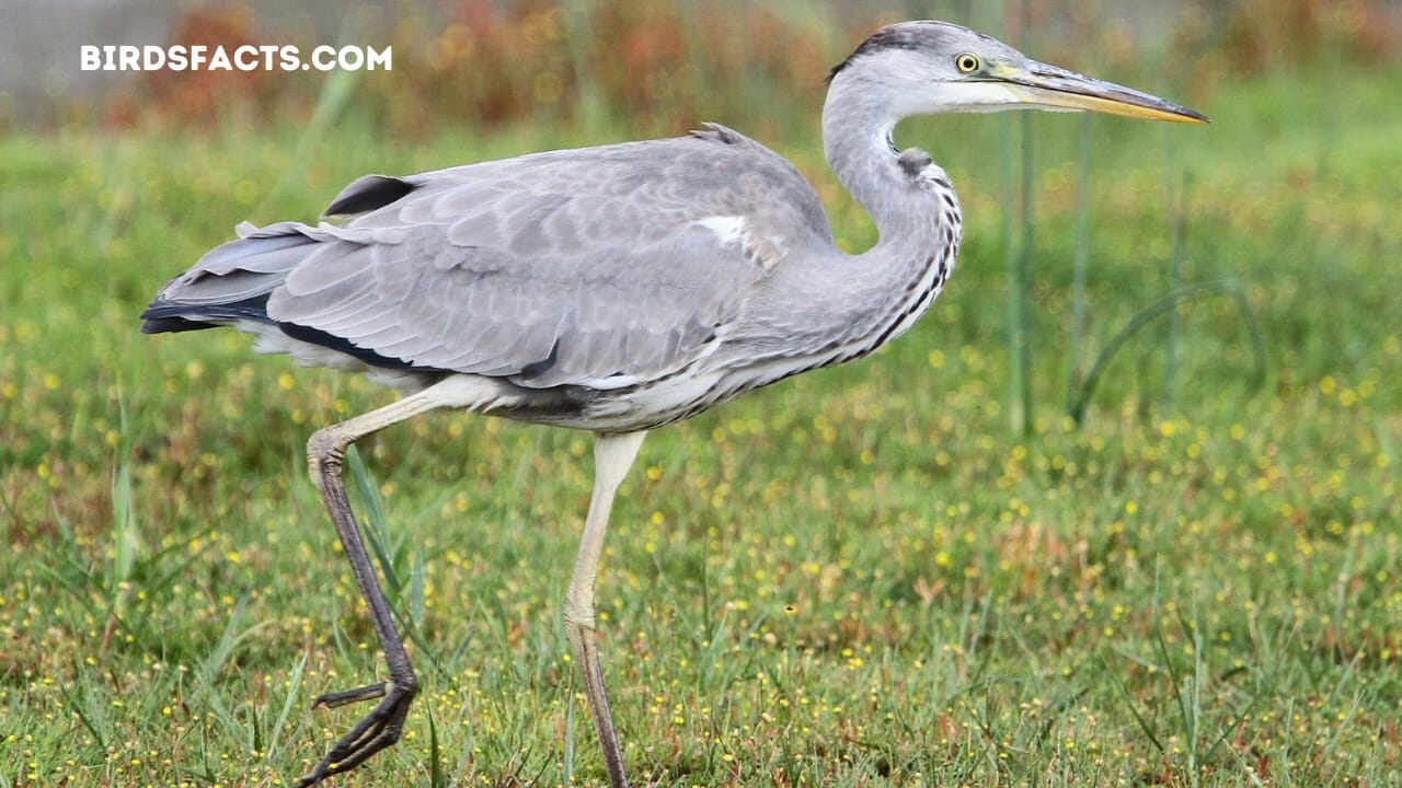 names of long neck birds