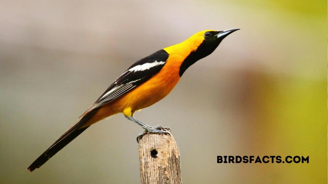 female hooded oriole