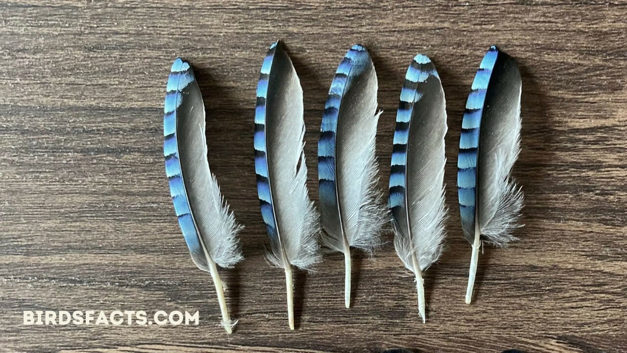 How Rare Is Tt To Find A lue jay feather