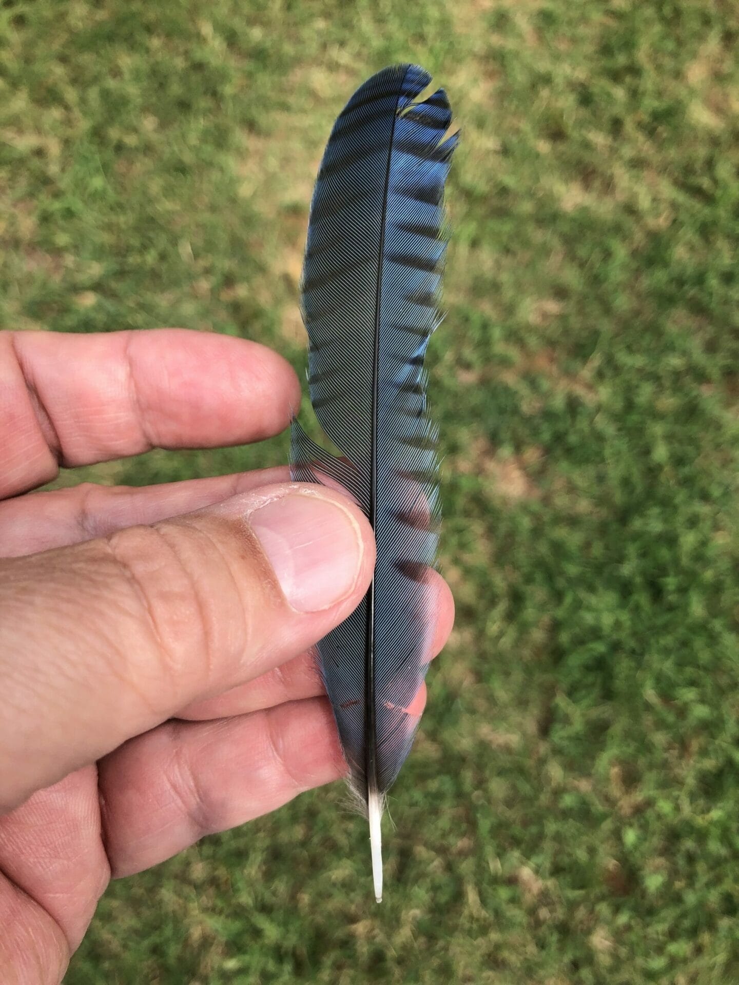 Is It Illegal To Have A Blue Jay Feather