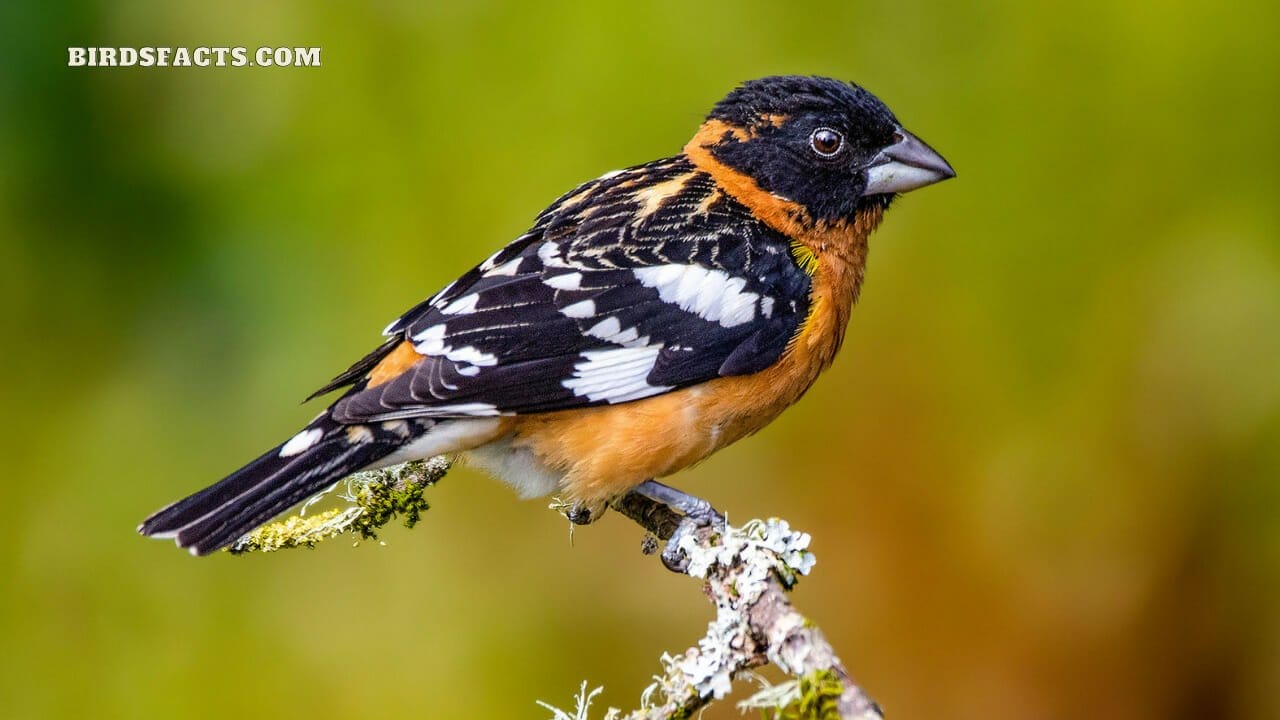 red texas birds