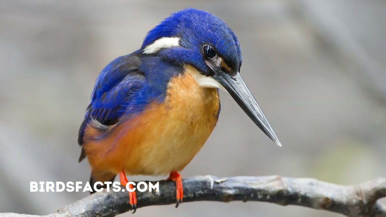 bird with orange beak