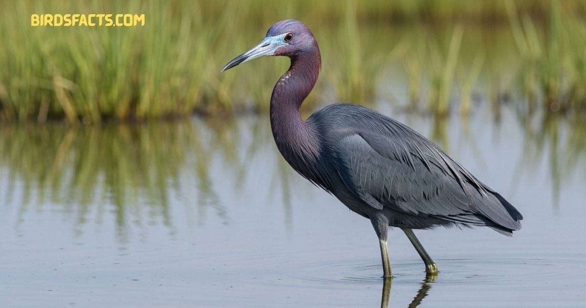 A Little Blue Heron With Slate-blue Plumage And A Slender Dark Bill Wading In Shallow Water.