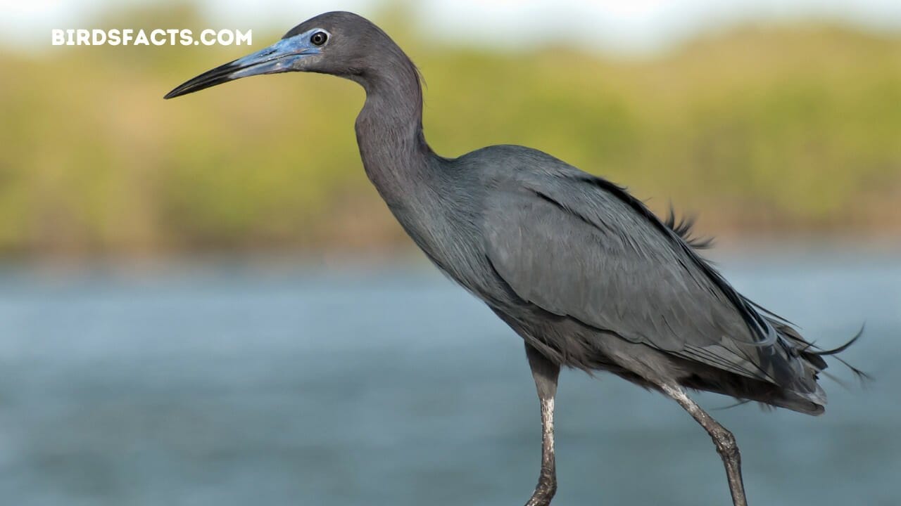 white bird with long neck