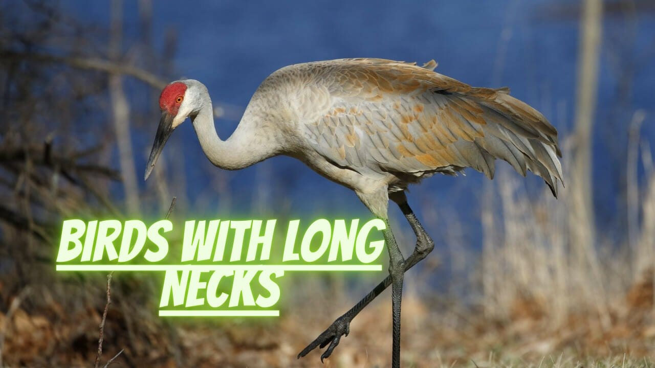 Long Neck Bird