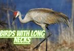 Long Neck Bird