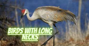Long Neck Bird