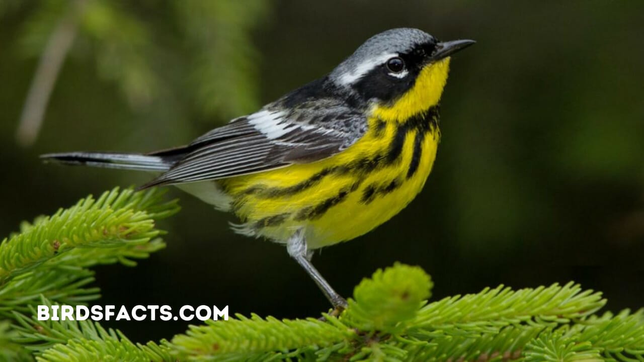 magnolia warbler call