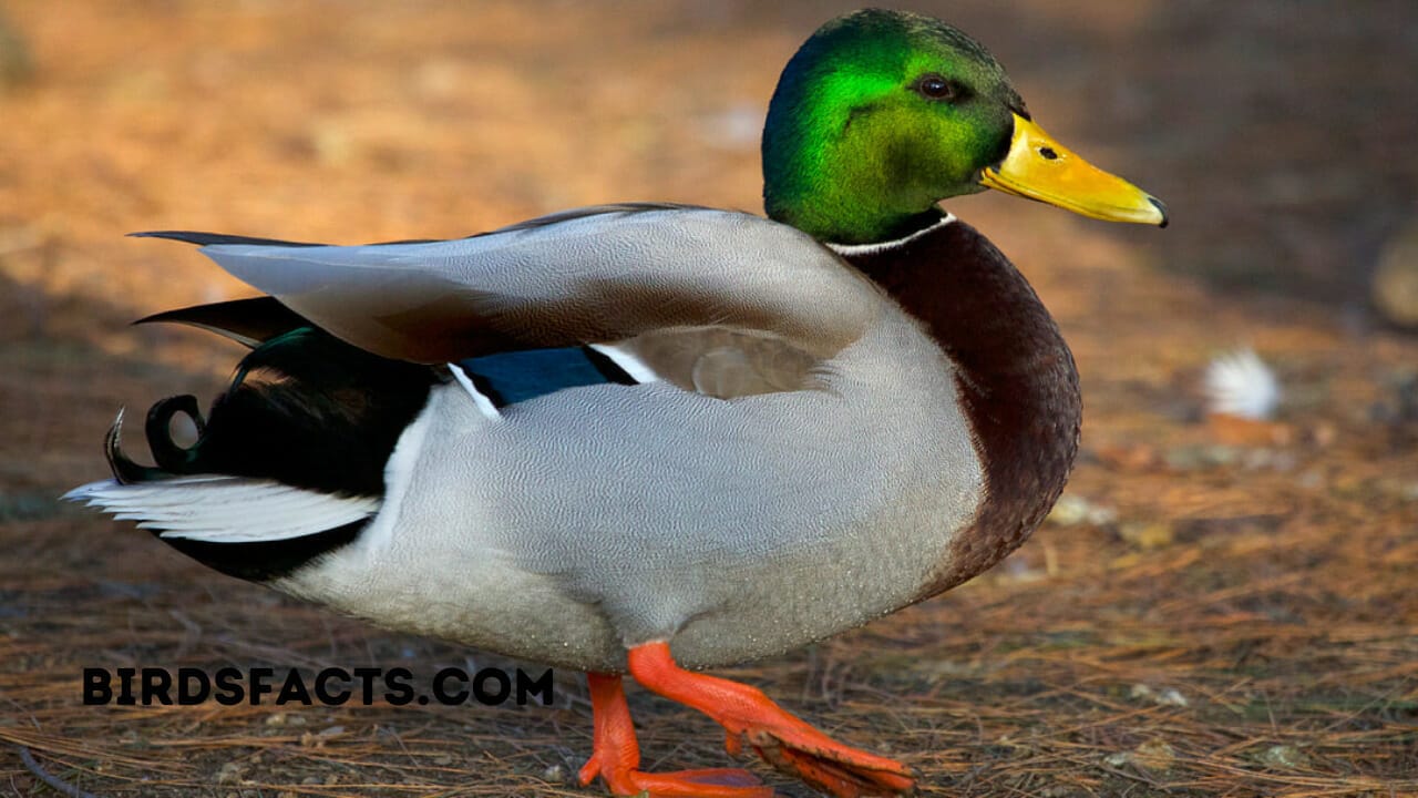 Male Duck Weight