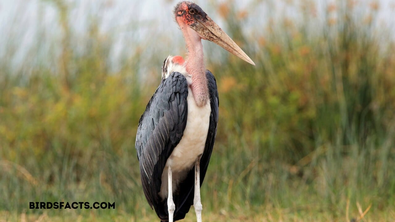 a bird with a long neck