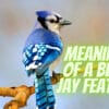 Unlock the Mystical Meaning of a Blue Jay Feather