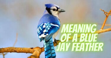 Meaning Of A Blue Jay Feather