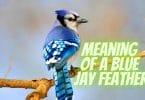 Meaning Of A Blue Jay Feather