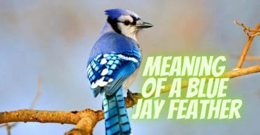Meaning Of A Blue Jay Feather
