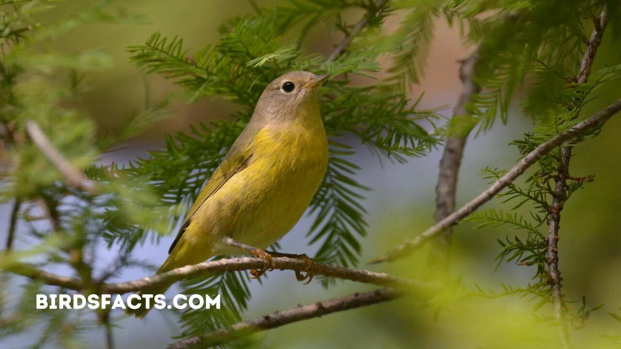 nashville warbler song